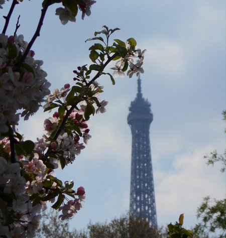 2020 03 26 Arbre fleurs tour eiffel TLM