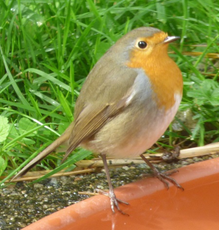 Rouge gorge P1010243 TLM J Boredon