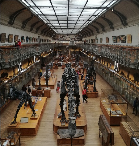 TLM 2018 Galerie Paléontologie