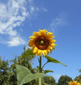 2022 06 Vague de chaleur soleil TLM