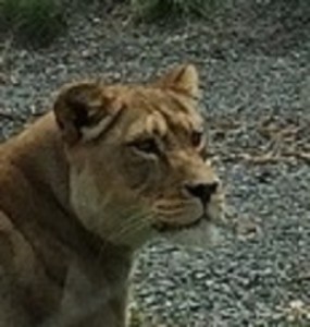 ZOO parc-zoologique lion