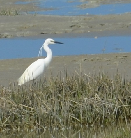 oiseau grue blanche AB TLM