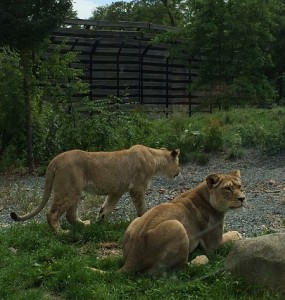 Parc zoologique de Paris TLM TousLesMusées