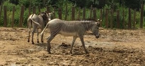 Zèbres au parc zoologique de Paris