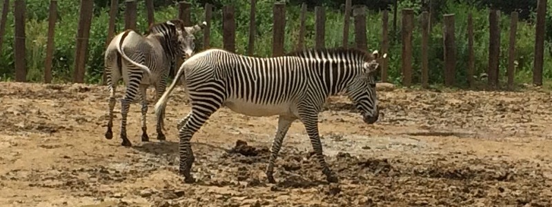 Zèbres au parc zoologique de Paris